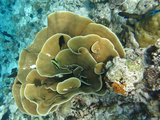  Turbinaria mesenterina (Pagoda Coral, Scroll Coral)
